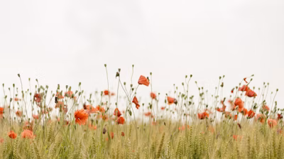 orange flowers