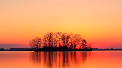 silhouette of trees near body of water during sunset