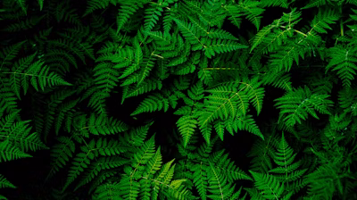 photo of green fern plant